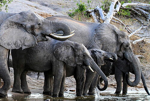 Elefanten trinken am Fluss im Chobe Nationalpark in Botswana