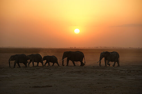 Elefantenherde vor Sonnenuntergang