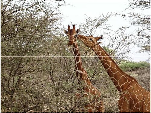 Zwei Giraffen in Kenia