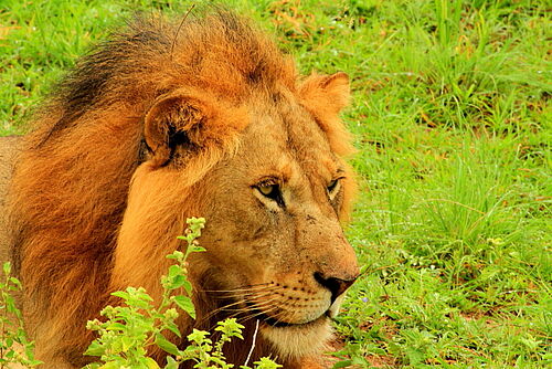 Rundreise, Gruppenreise, Uganda, Rwanda, Safari, Queen Elizabeth National Park, Löwe