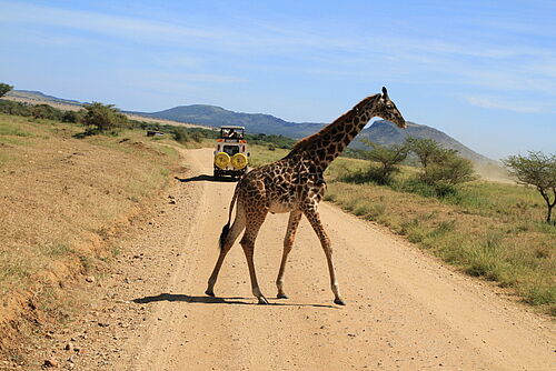 Deluxe Safari, Safari, Tansania, Gruppensafari, Serengeti, Giraffe