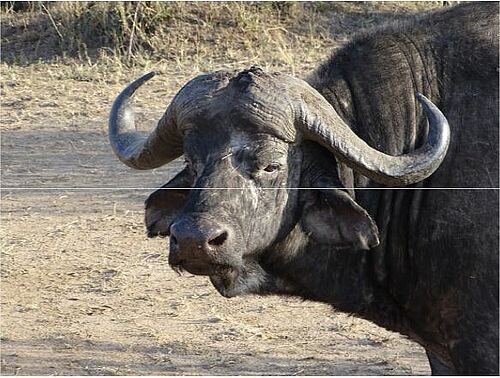 Nahaufnahme eines Büffels in Kenia