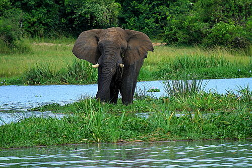 Uganda, Flugsafari, Safari, Uganda's Horizon, Murchison, Elefant