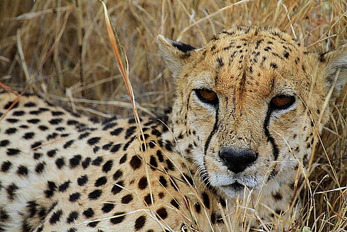 Deluxe Safari, Safari, Tansania, Gruppensafari, Serengeti Gepard