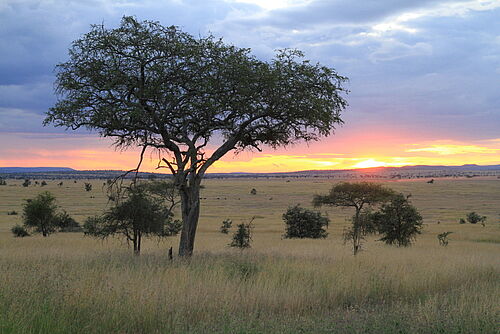 Serengeti, Safari, Tansania, Ngorongoro, Landschaft, Sonnenaufgang, Bäume