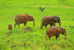 Safari in Uganda und Rwanda