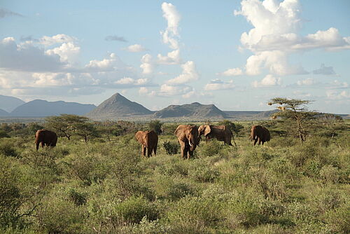 Elefanten in Kenia vor Bergkulisse