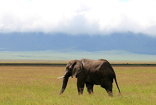 Ostafrika, Safari, Gruppenreise, Tansania, Lake Manyara, Elefant