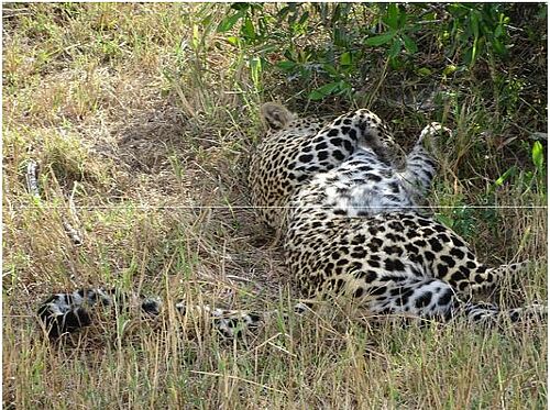 Leopard entspannt im Schatten