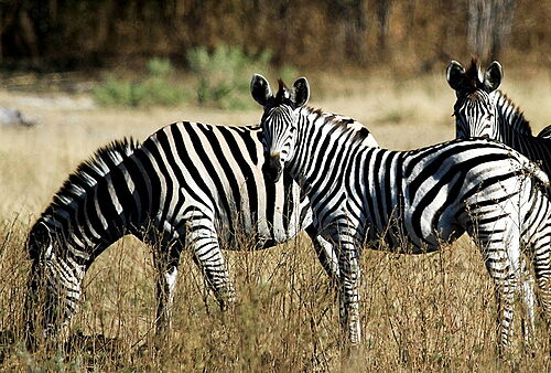 Zebras in Botswana