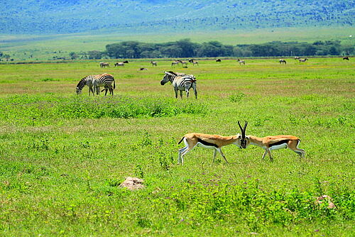 Gruppensafari, Privatsafari, Safari, Tansania, Ngorongoro, Krater, Antilopen, Zebras