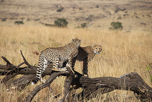 Geparde auf einem Baumstamm in Kenia